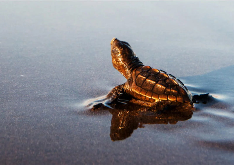 Turtle Friendly Lighting