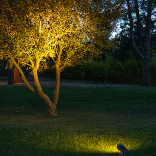 spotlight lighting up a tree